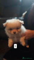Pomeranian dogs Pomeranian puppies for sale - Advert 4