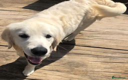 Golden Retriever dogs for sale: Golden retriever male - Image 3