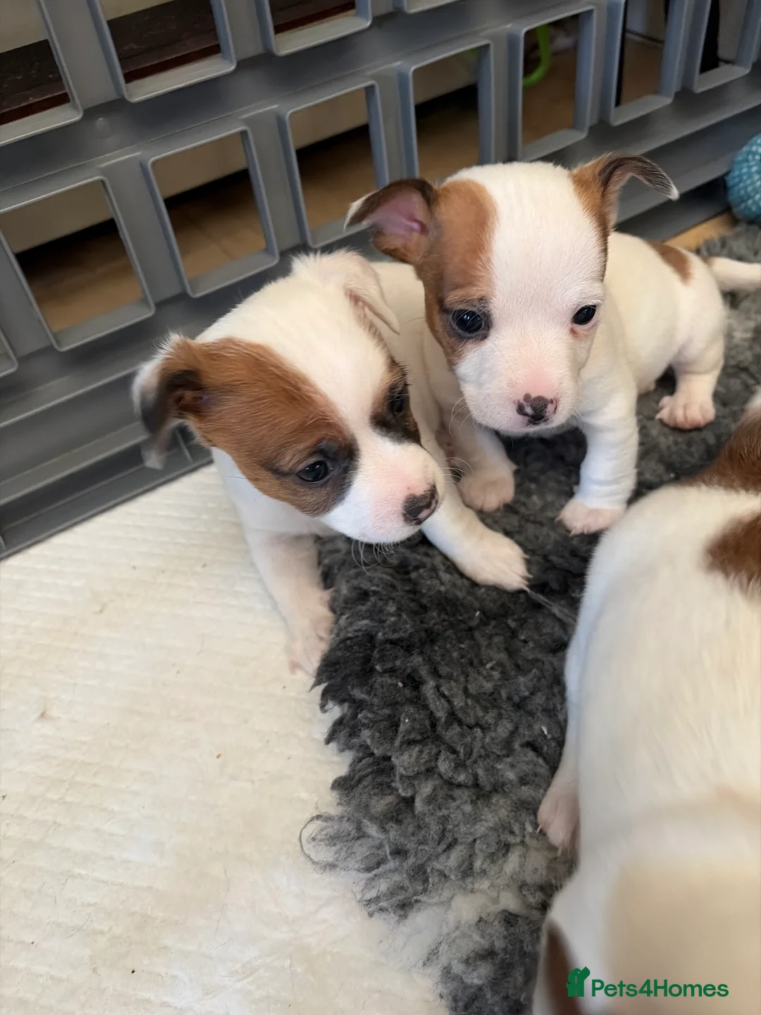 Jack Russell dogs for sale: Two jack russell puppies for sale  in Cirencester - Advert 2