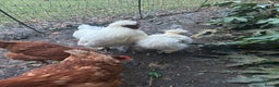 Chickens poultry for sale: Pure white silky male- proven breeder.  - Advert 3