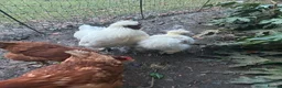 Chickens poultry for sale: Pure white silky male- proven breeder.  - Advert 3