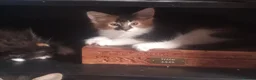 Maine Coon cats for sale: Pedigree Maine Coon kittens in Millom - Advert 5