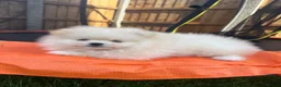 Pomeranian dogs for sale: Small Beautiful Pomeranian Boy  - Advert 10