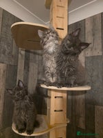Maine Coon cats - Advert 2