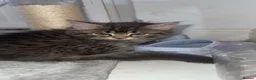 Mixed Breed cats for sale: 2 kittens  - Advert 5