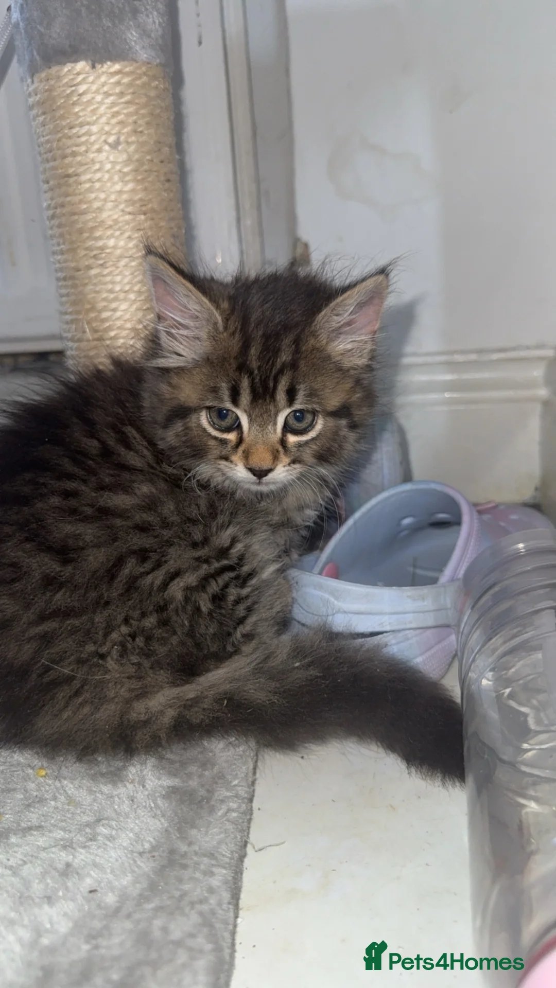 Mixed Breed cats for sale: 2 kittens  - Advert 5