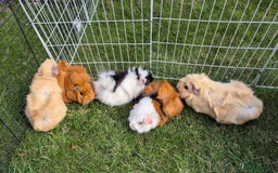 Guinea Pig rodents for sale: Female Guinea Pigs - Image 1