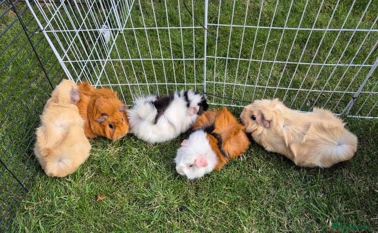 Guinea Pig rodents - Advert 7