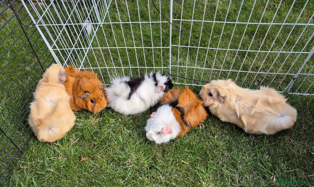 Guinea Pig rodents for sale: Female Guinea Pigs - Image 1