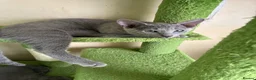 Russian Blue cats for sale: TICA 5* Pedigree Russian blue kittens - Advert 11