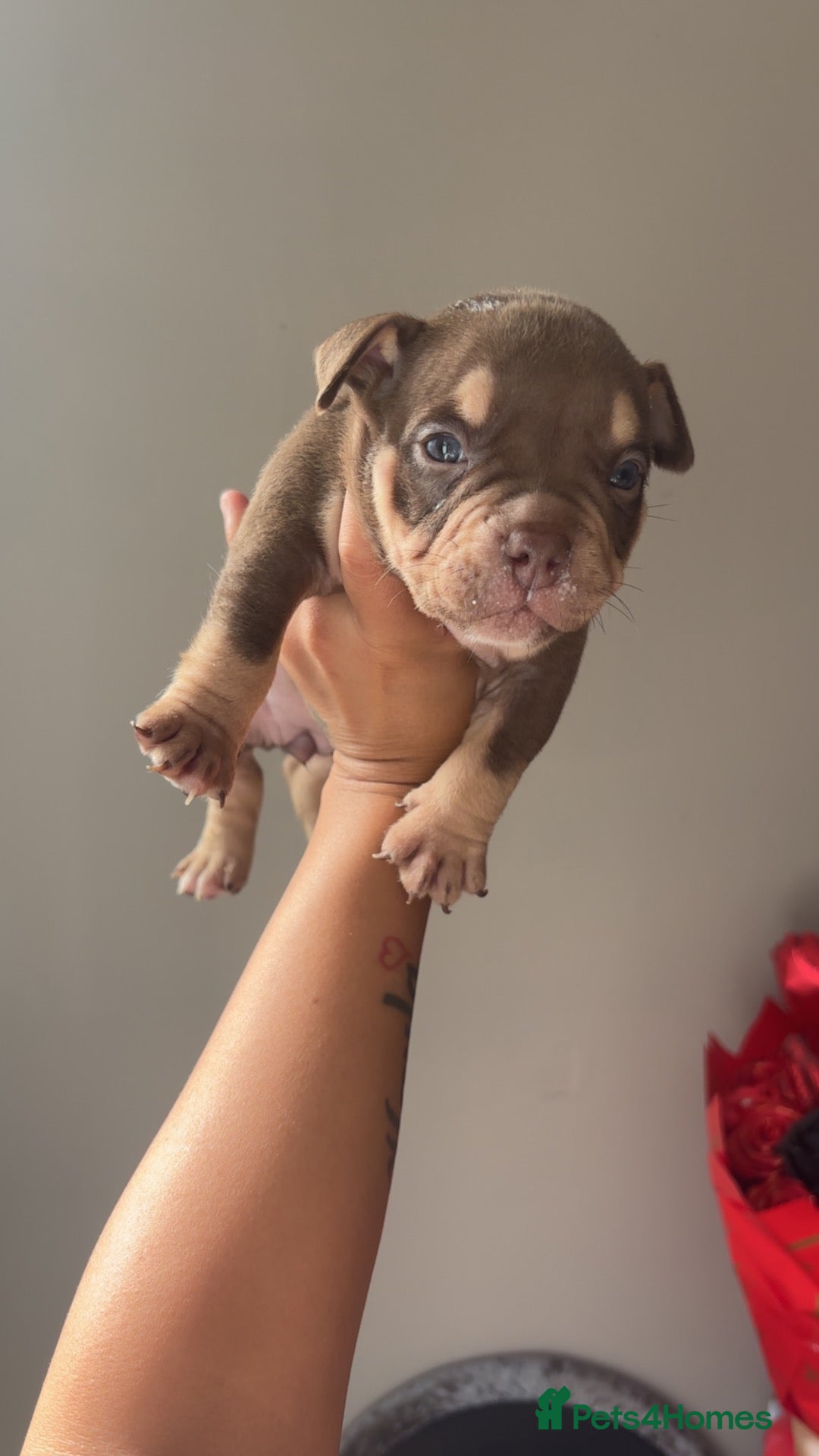 American Bully dogs micro bully  - Advert 9