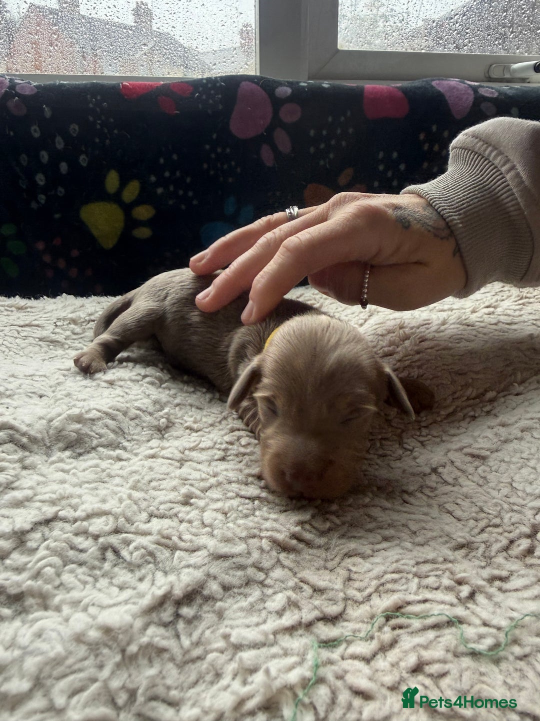 Miniature Dachshund dogs for sale: Miniature daxies - Advert 7