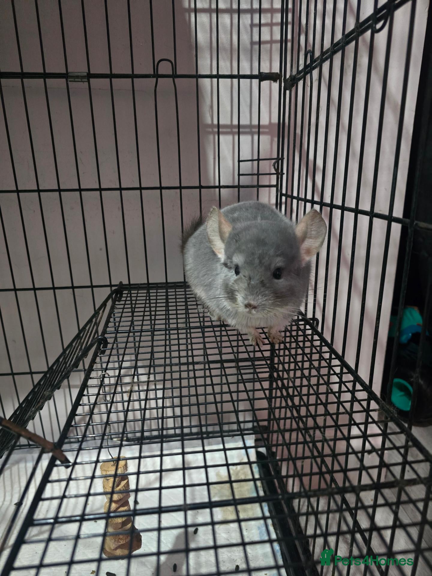 Chinchilla rodents for sale: Male chinchilla 2 years old - Advert 1