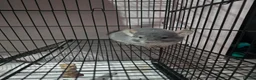 Chinchilla rodents for sale: Male chinchilla 2 years old in Newcastle upon Tyne - Advert 1
