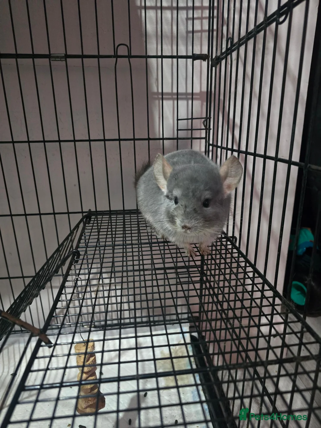 Chinchilla rodents for sale: Male chinchilla 2 years old in Newcastle upon Tyne - Advert 1