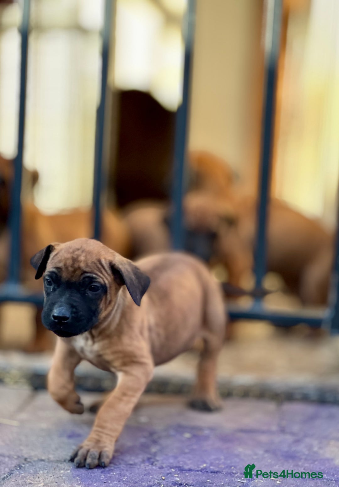 Rhodesian Ridgeback dogs for sale: Six Beautiful female Ridgeback puppies - Advert 9