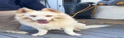 German Shepherd dogs for sale: German Shepherd Puppies, straight backed.  - Advert 8