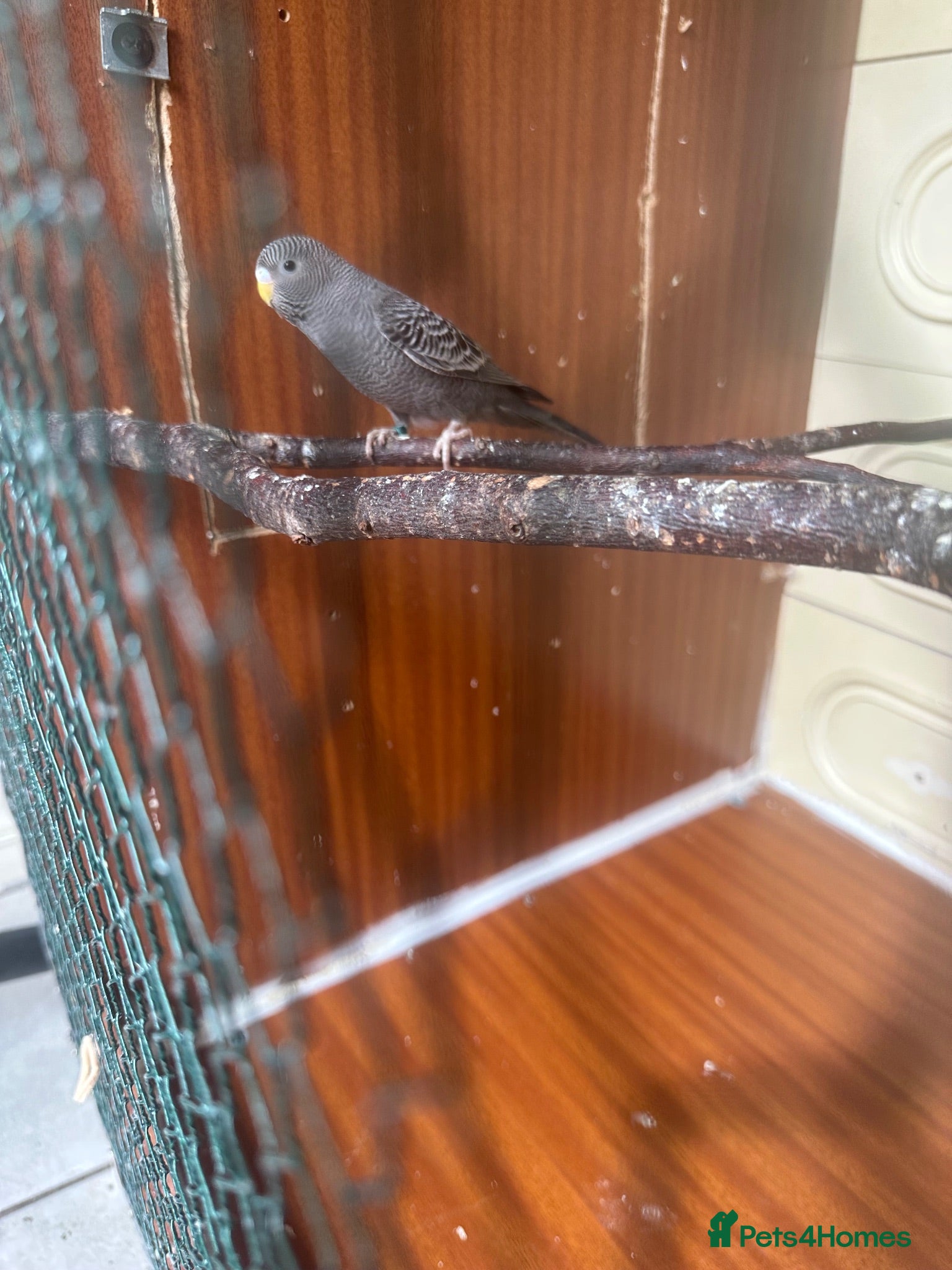 Budgerigars birds Blackface female budgie in Dagenham  - Advert 1
