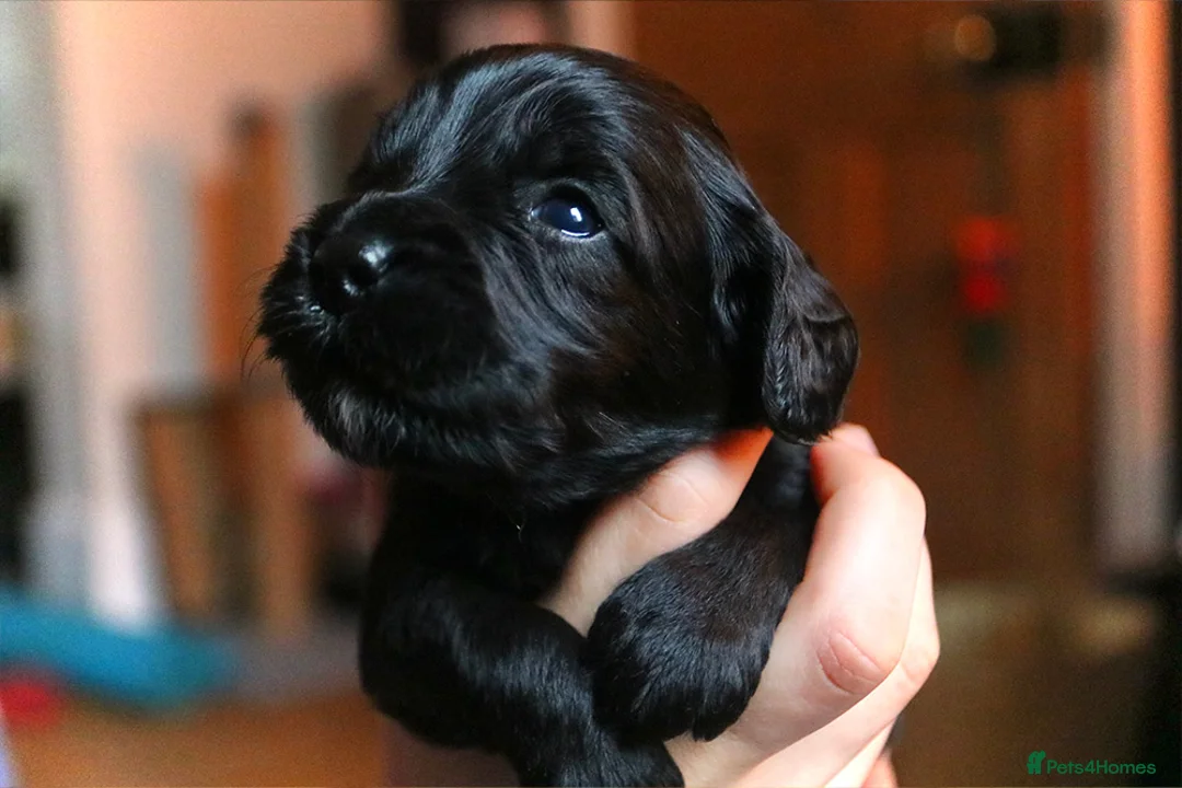 Cockapoo dogs for sale: Cockapoo Puppies for sale in Brighton - Advert 10