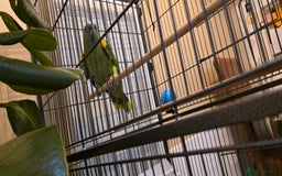 Parrots birds for sale: Quiet Blue Fronted Amazon Parrot - Image 5