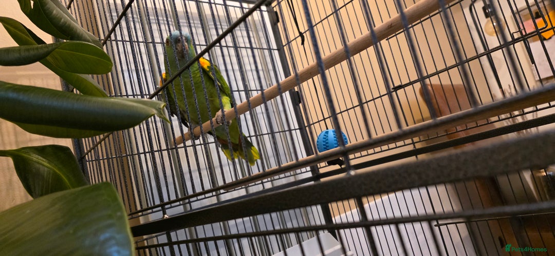 Parrots birds for sale: Quiet Blue Fronted Amazon Parrot - Image 5