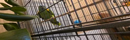 Parrots birds for sale: Amazon Parrot Yellow Blue Headed Orange Wing in Littleborough - Advert 5