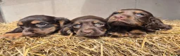 Cocker Spaniel dogs for sale: Kc reg cocker spaniel pups - Advert 7