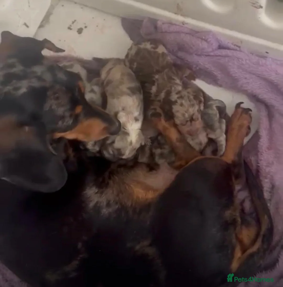 Dachshund dogs for sale: Dachshund pups looking for forever homes   - Advert 1