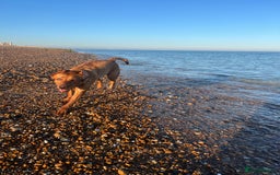 Labrador Retriever dogs for sale: Roxy the fox red Labrador  - Image 7