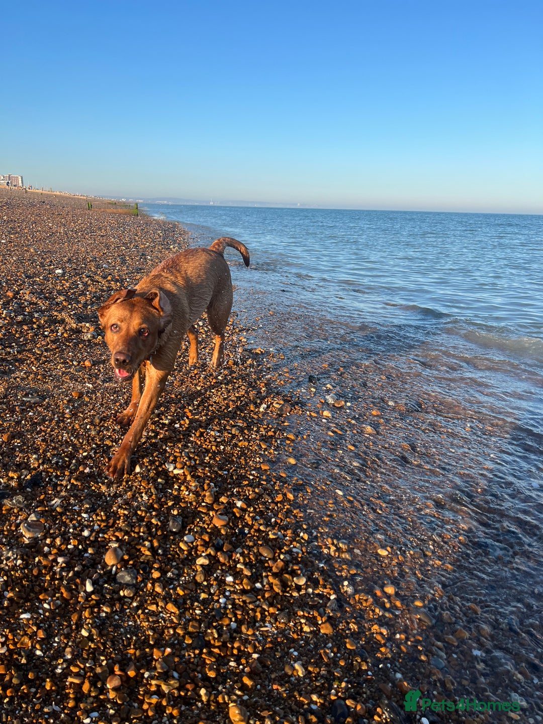 Labrador Retriever dogs for sale: Roxy the fox red Labrador  - Image 7