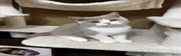 British Shorthair cats for sale: British shorthair kittens  - Advert 7