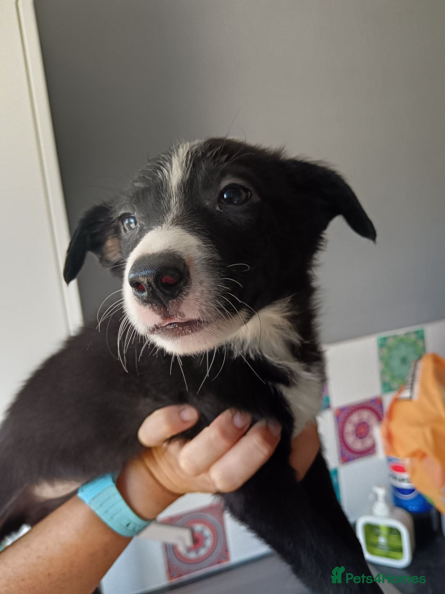 Border Collie dogs Border collie pups  - Advert 1
