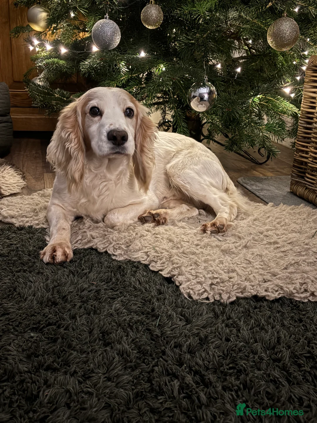 Sprocker dogs for sale: 2 gorgeous boys looking for their new home in Selby - Advert 15