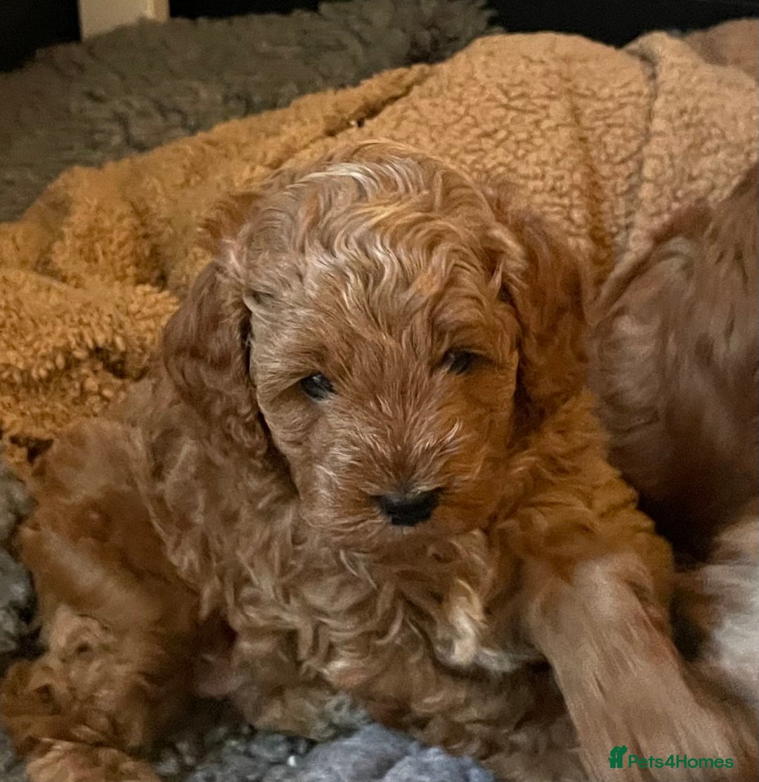 Cavapoo dogs for sale: F1b Cavapoooo  - Advert 8