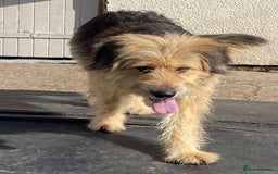 Mixed Breed dogs for adoption: Meet AIDA - a Superb big Girl, for a Loving Home - Image 3