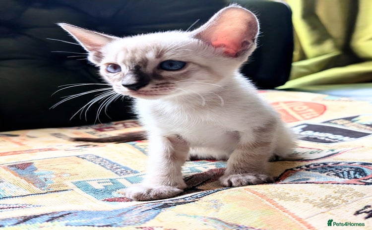 Oriental cats - Advert 1