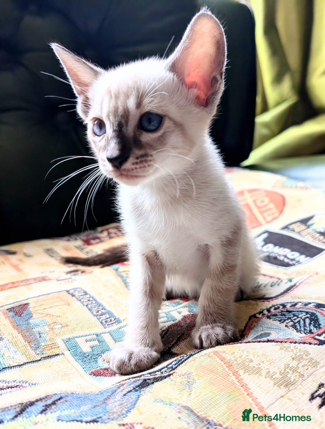 Oriental cats for sale: Havana Brown and Snow Lynx Bengal Cross kittens - Image 1