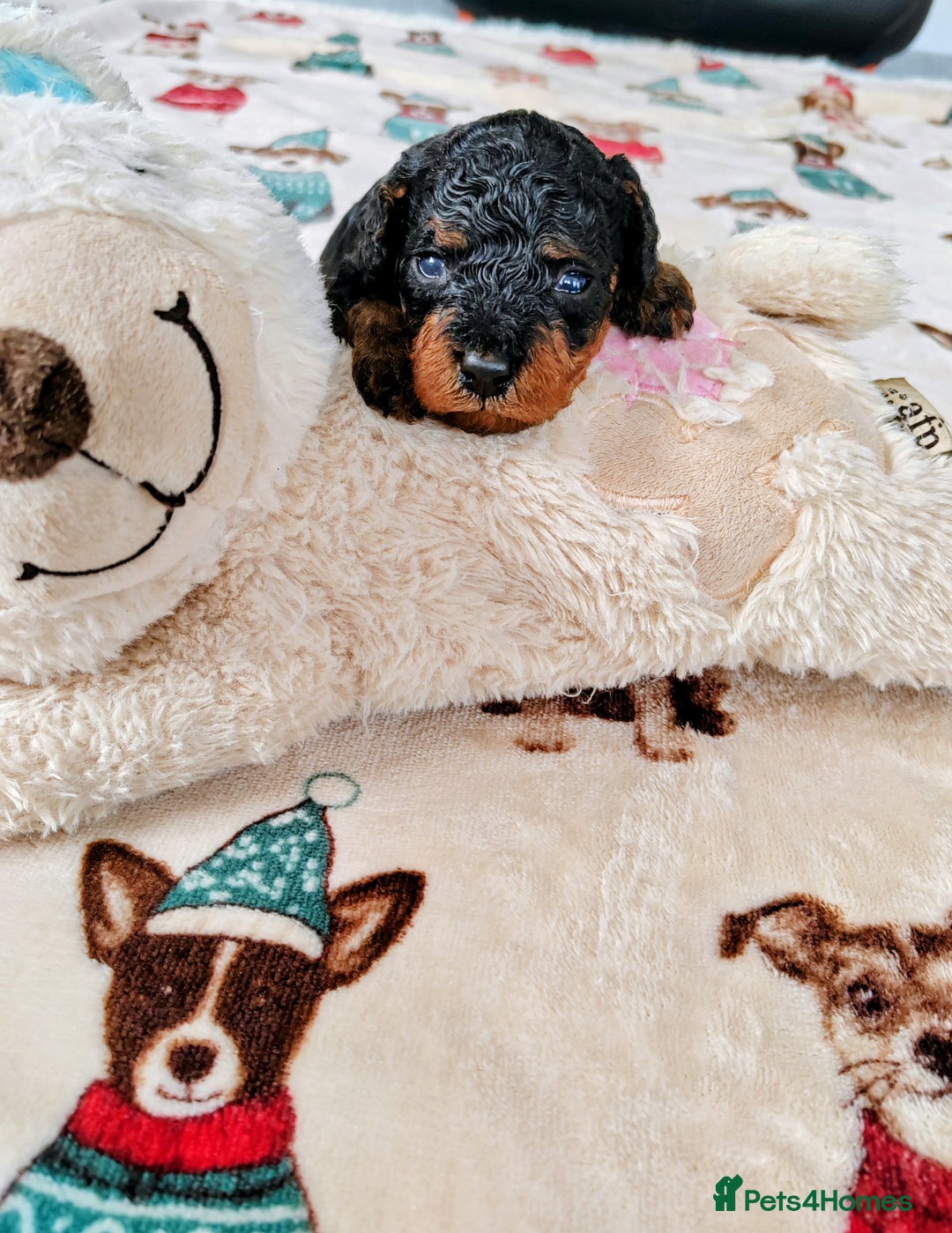 Cavapoo dogs for sale: TOY CAVAPOO DNA TESTED PARENTS AND GRANDPARENTS  - Image 2