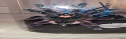 Tarantulas invertebrates for sale: Carribebena versicolor  - Advert 3
