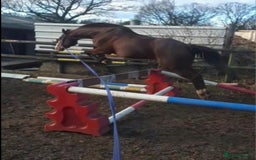 Other Breed horses for sale: 15.1 Welsh x thoroughbred  - Image 26