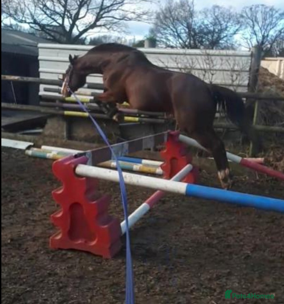 Other Breed horses for sale: 15.1 Welsh x thoroughbred  - Image 26