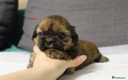 Shih Tzu dogs for sale: LOVELY SHIH TZU PUPPIES  - Image 14