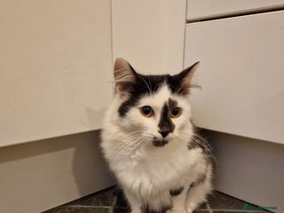 Mixed Breed cats 2 kittens 7 months old - Advert 1