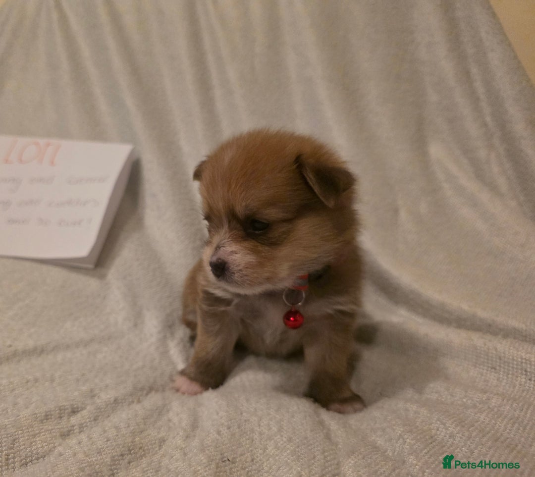 Mixed Breed dogs for sale: Yorkie-pom puppies  - Image 6