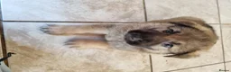 German Shepherd dogs for sale: German Shepherd pups Straight back KC registered - Advert 7