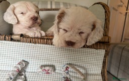 Clumber Spaniel dogs for sale: Fantastic Clumber Spaniel Puppy’s  - Image 14