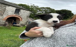 Border Collie dogs for sale: BORDER COLLIE PUPS 1 BOY LEF - Image 18