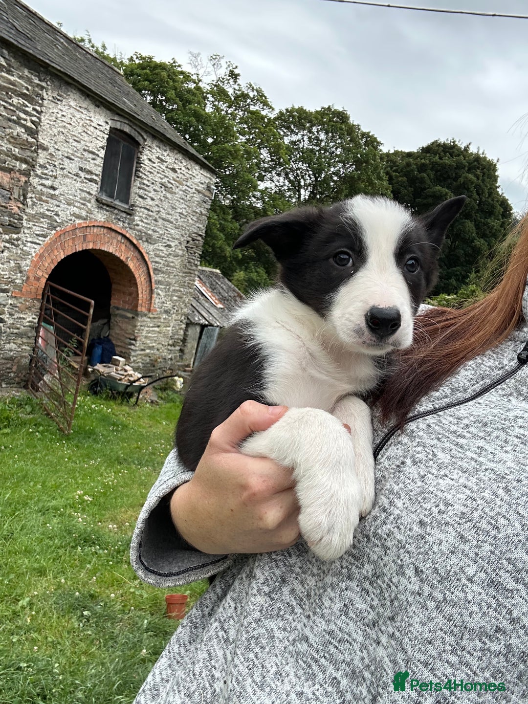 Border Collie dogs for sale: BORDER COLLIE PUPS 1 BOY LEF - Image 18