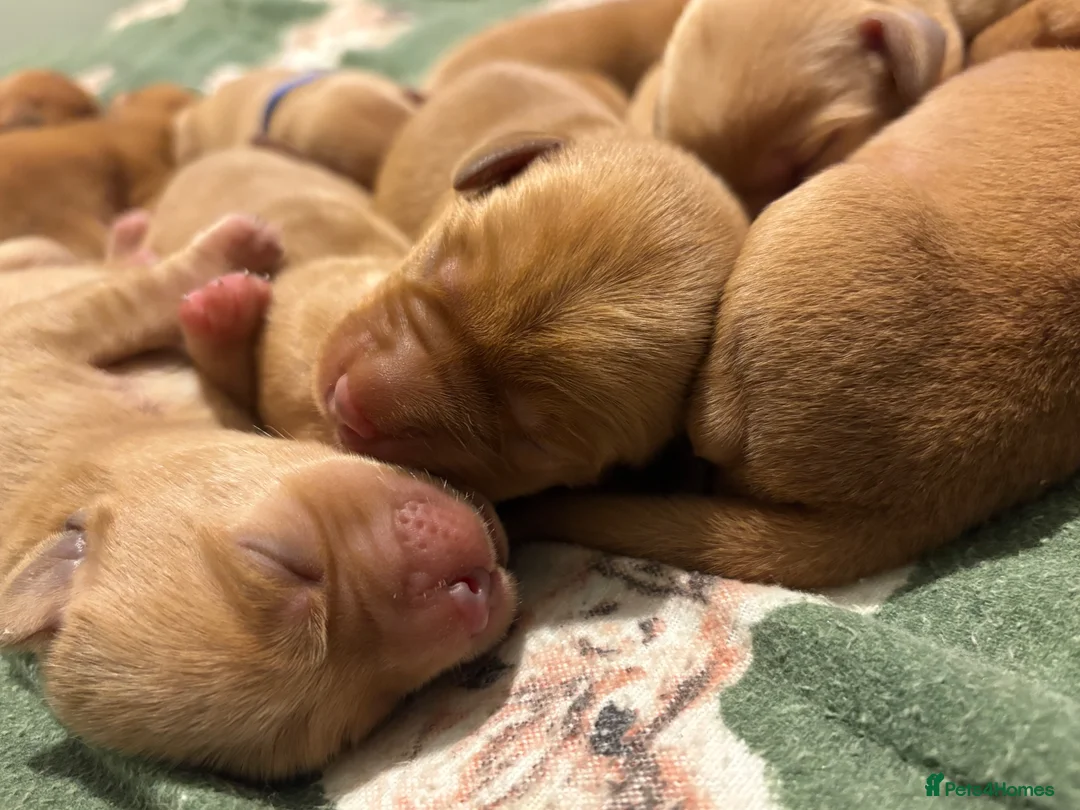 Labrador Retriever dogs for sale: Fox Red Labrador Puppies – 7 Boys & 4 Girls - Advert 2