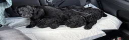 Labradoodle dogs for sale: PUPPS READY 13th LAST THREE LEFT BLACK LABRADOODLE - Advert 5